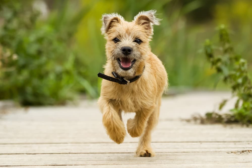Diabetes in Dogs: Expert Care Tips for Prevention & Management