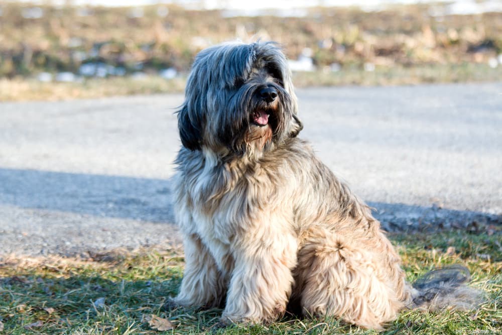 Diabetes in Dogs: Expert Care Tips for Prevention & Management