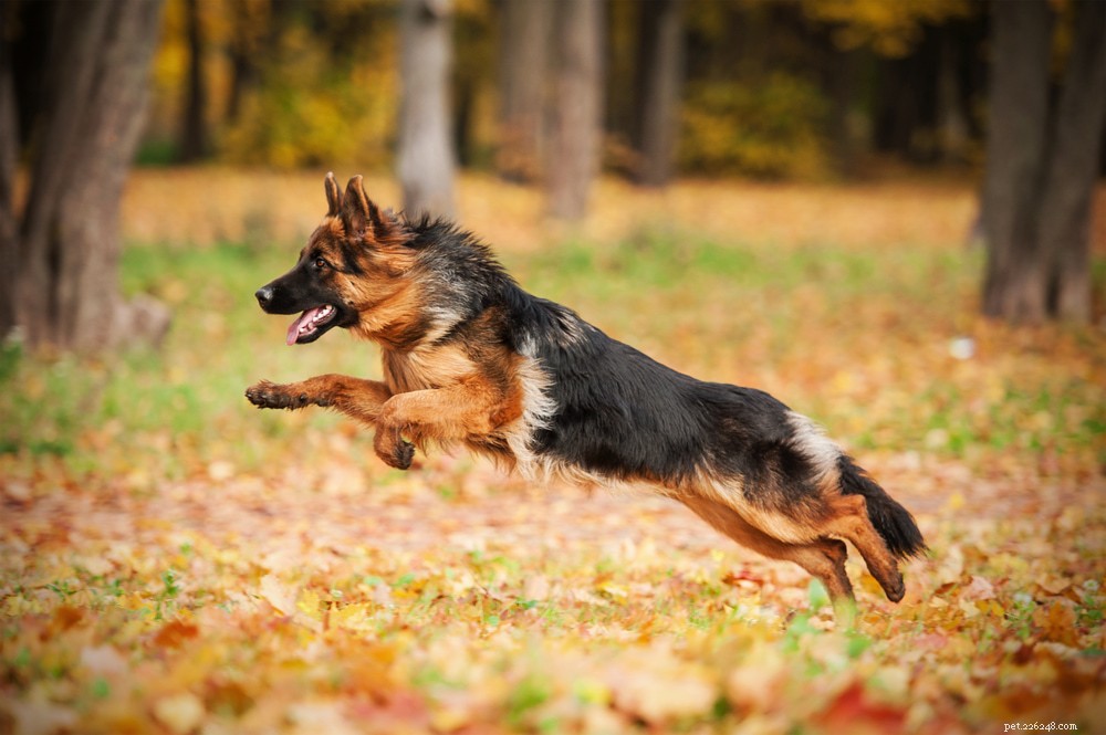 Top 10 Dog Breeds Most Susceptible to Hip Dysplasia