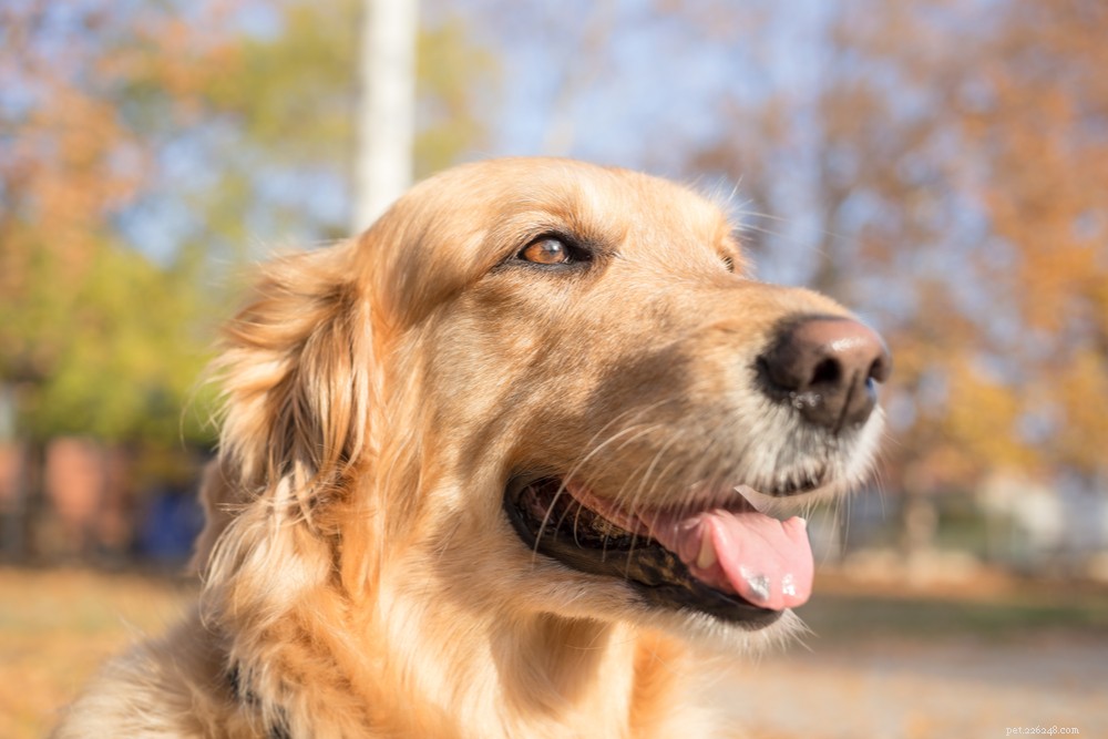 Understanding and Treating Dehydration in Dogs: Causes, Symptoms, and Prevention