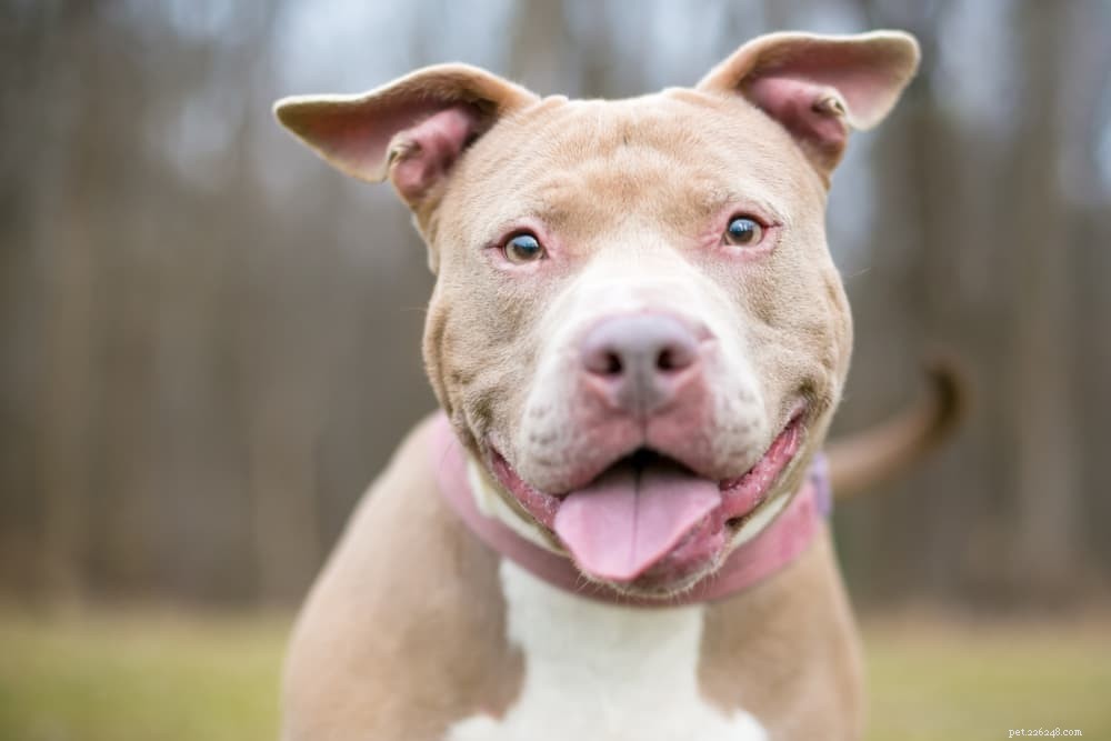 Understanding and Treating Dehydration in Dogs: Causes, Symptoms, and Prevention