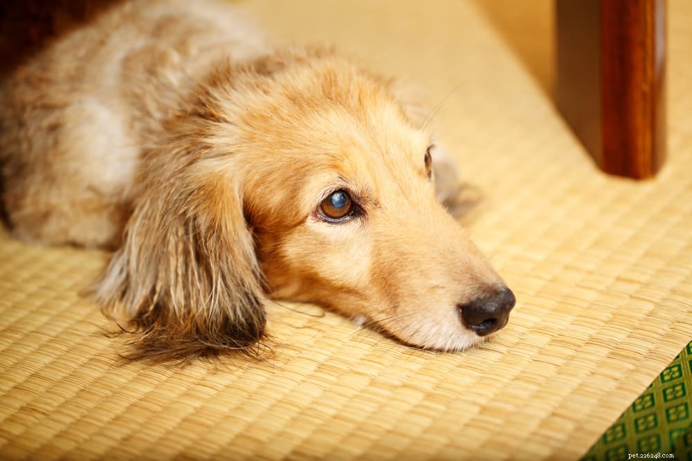 Understanding and Treating Dehydration in Dogs: Causes, Symptoms, and Prevention