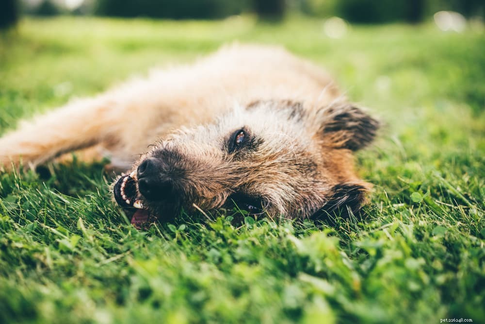Understanding and Treating Dehydration in Dogs: Causes, Symptoms, and Prevention