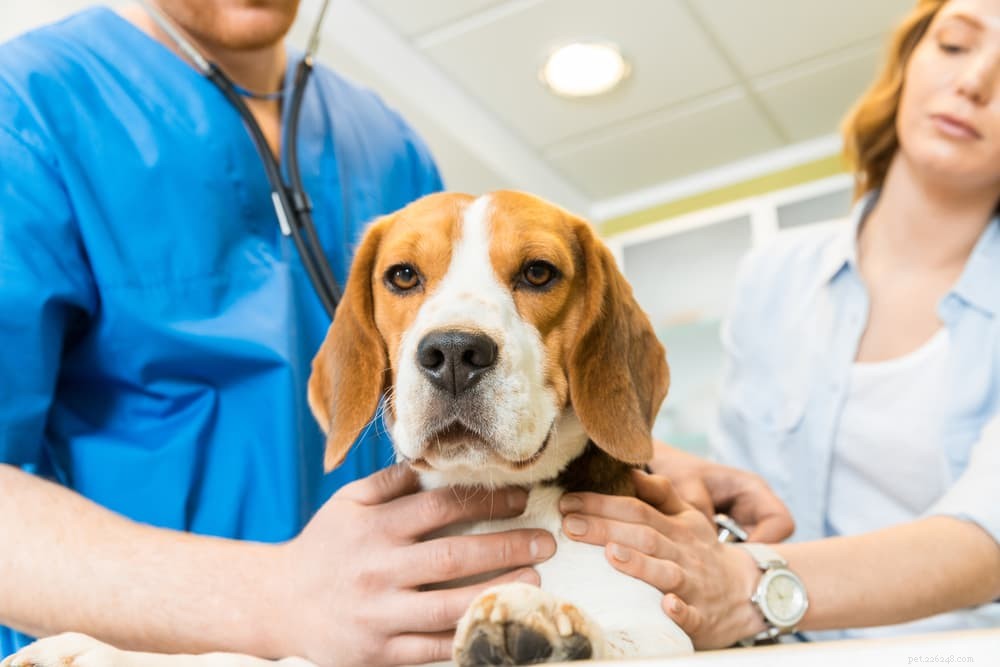 Understanding and Treating Dehydration in Dogs: Causes, Symptoms, and Prevention