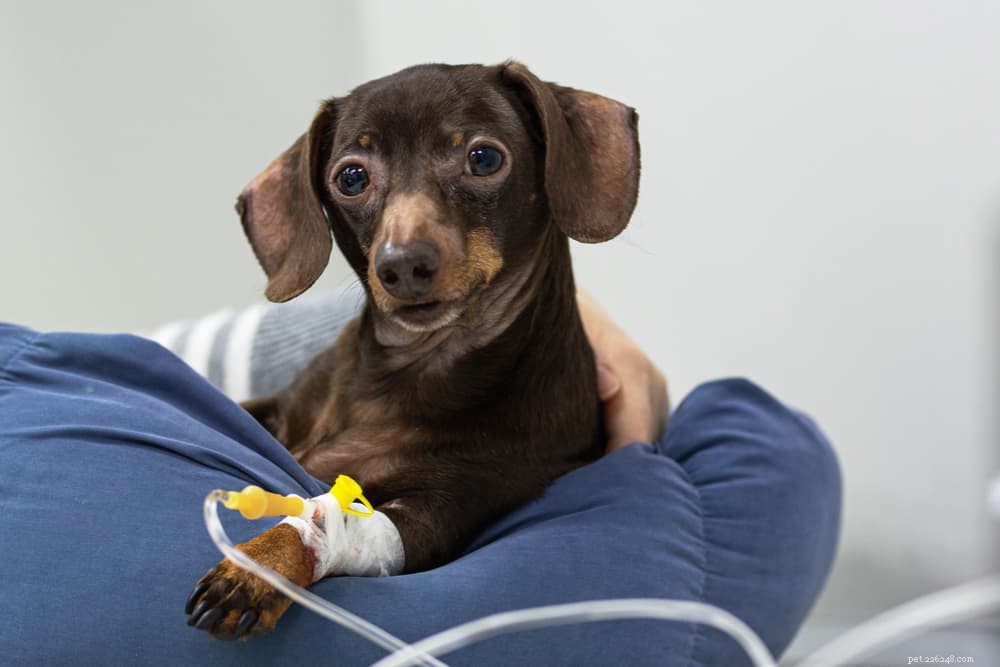 Understanding and Treating Dehydration in Dogs: Causes, Symptoms, and Prevention