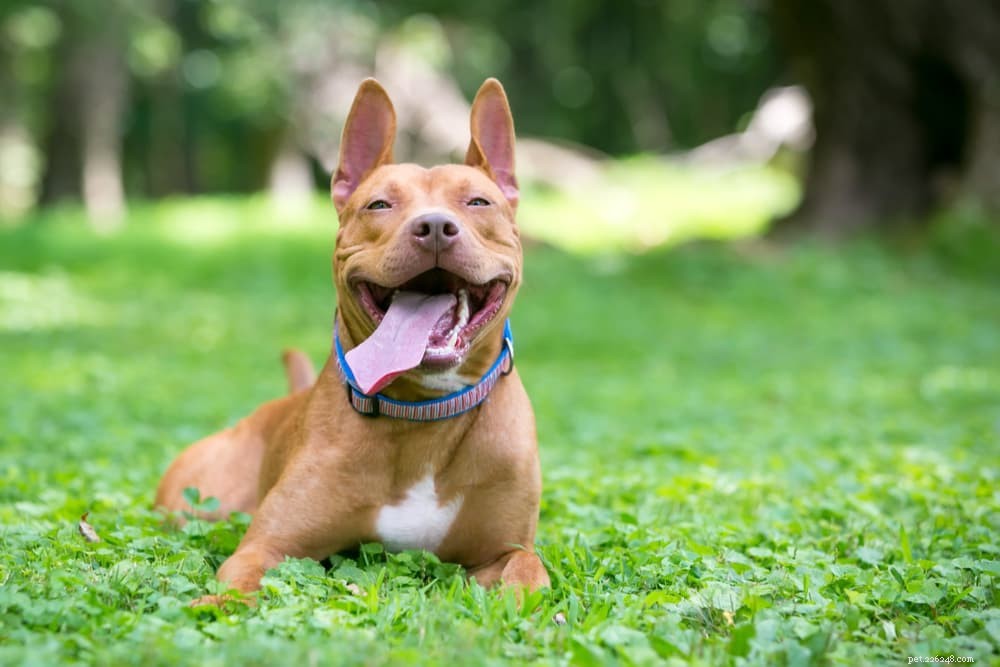 Understanding and Treating Dehydration in Dogs: Causes, Symptoms, and Prevention