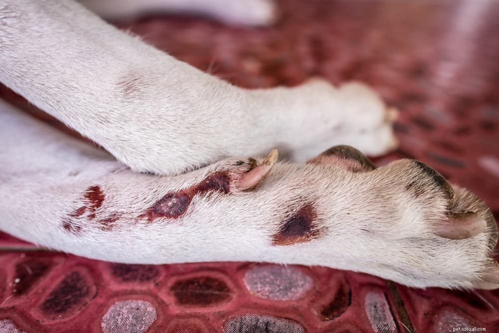 Understanding and Treating Acral Lick Dermatitis (Lick Granuloma) in Dogs