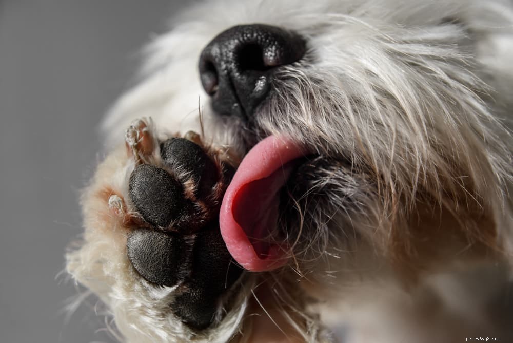 Understanding and Treating Acral Lick Dermatitis (Lick Granuloma) in Dogs