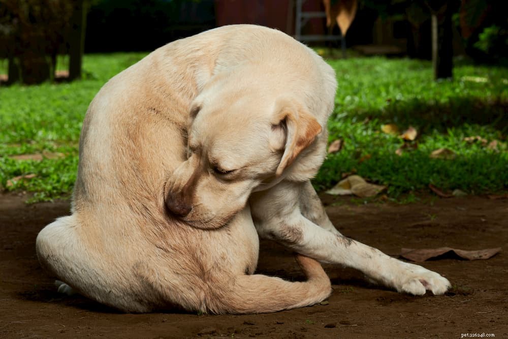 Understanding and Treating Acral Lick Dermatitis (Lick Granuloma) in Dogs