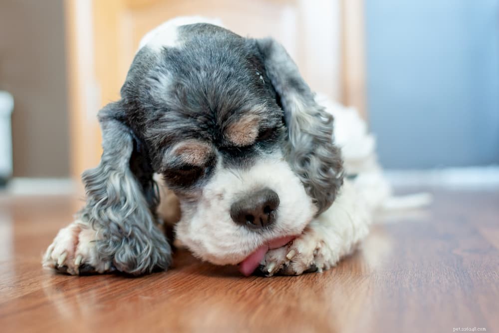 Understanding and Treating Acral Lick Dermatitis (Lick Granuloma) in Dogs