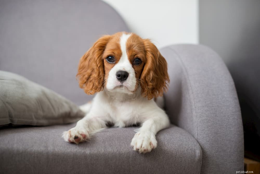 Understanding Sebaceous Cysts in Dogs: Symptoms, Causes, and Care