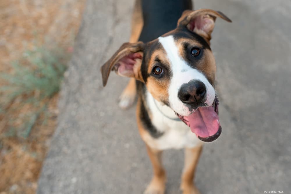 Understanding Sebaceous Cysts in Dogs: Symptoms, Causes, and Care