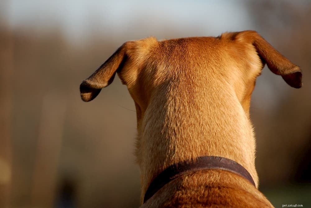 Understanding Sebaceous Cysts in Dogs: Symptoms, Causes, and Care