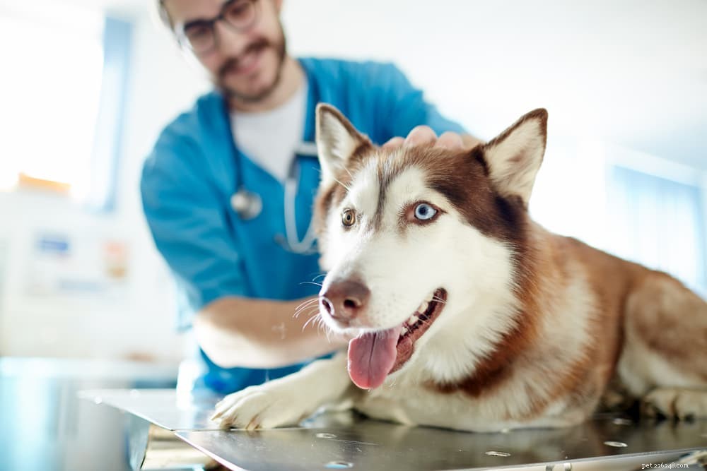 Understanding Sebaceous Cysts in Dogs: Symptoms, Causes, and Care