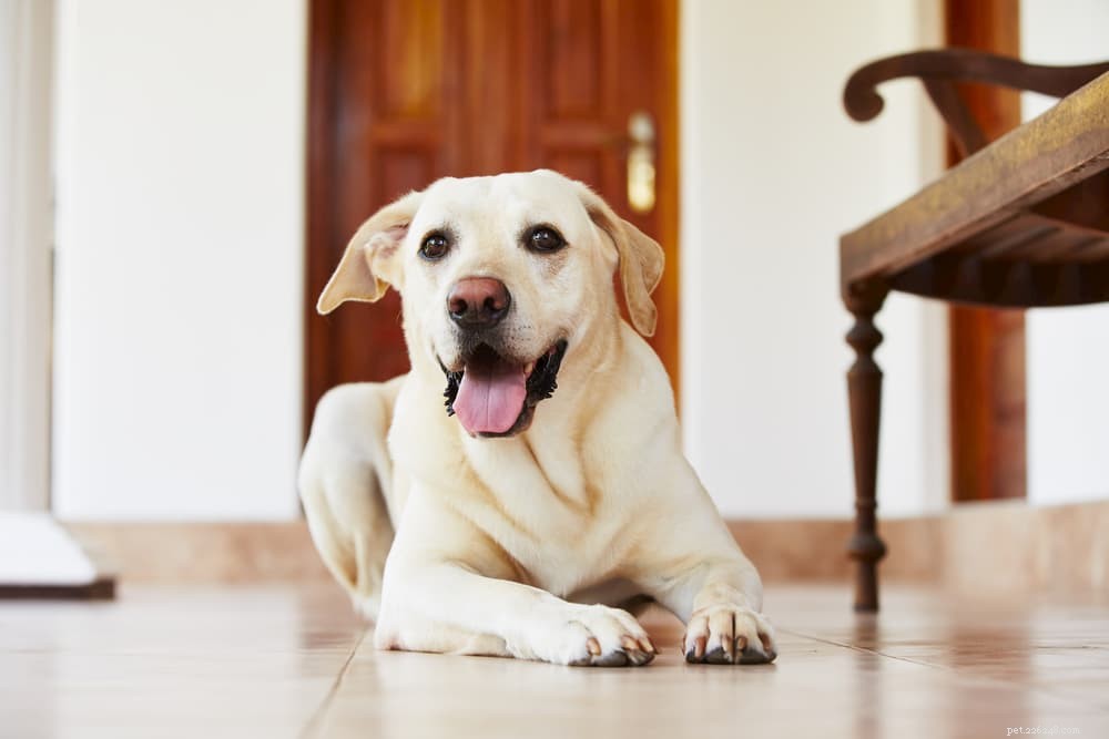 Understanding Sebaceous Cysts in Dogs: Symptoms, Causes, and Care