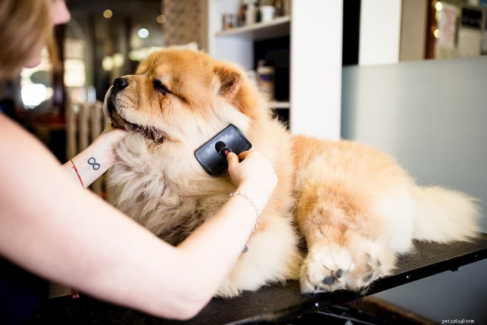 Understanding Sebaceous Cysts in Dogs: Symptoms, Causes, and Care
