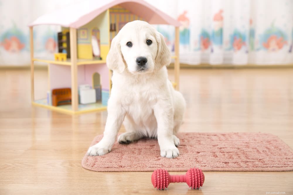 Dog Anal Gland Health: Signs, Causes, and Care