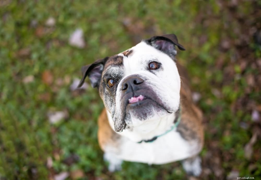 Dog Jowls Explained: Function, Causes, and Care Tips