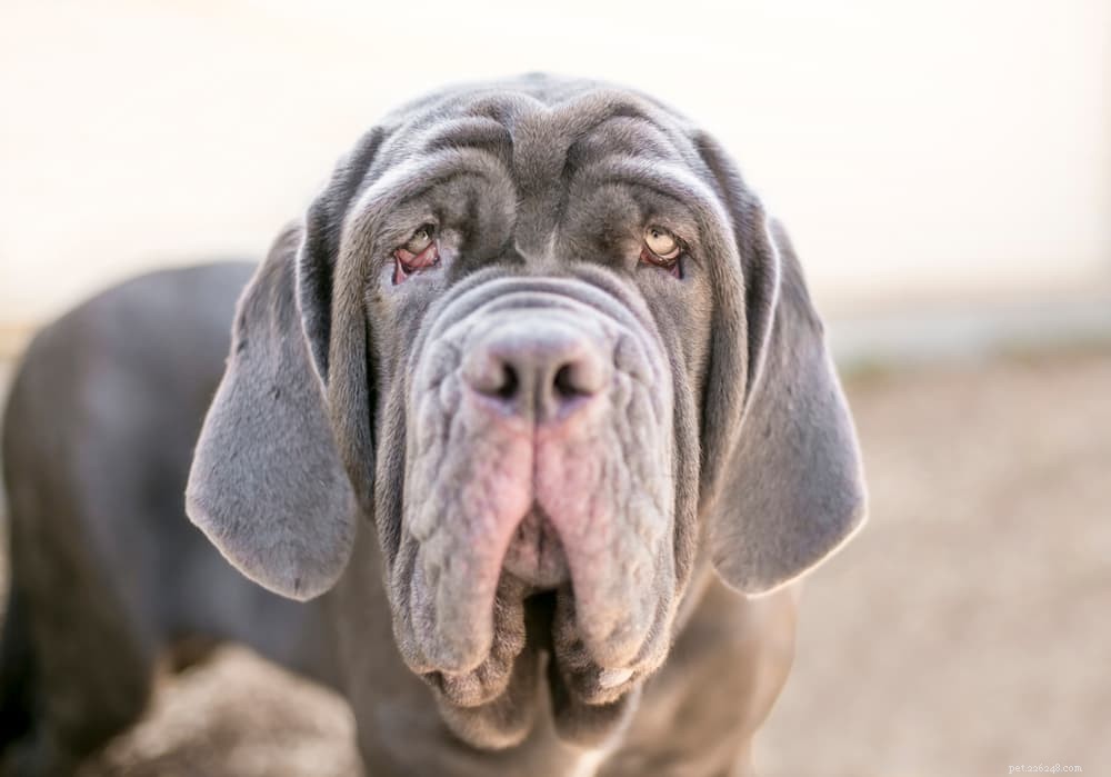 Dog Jowls Explained: Function, Causes, and Care Tips