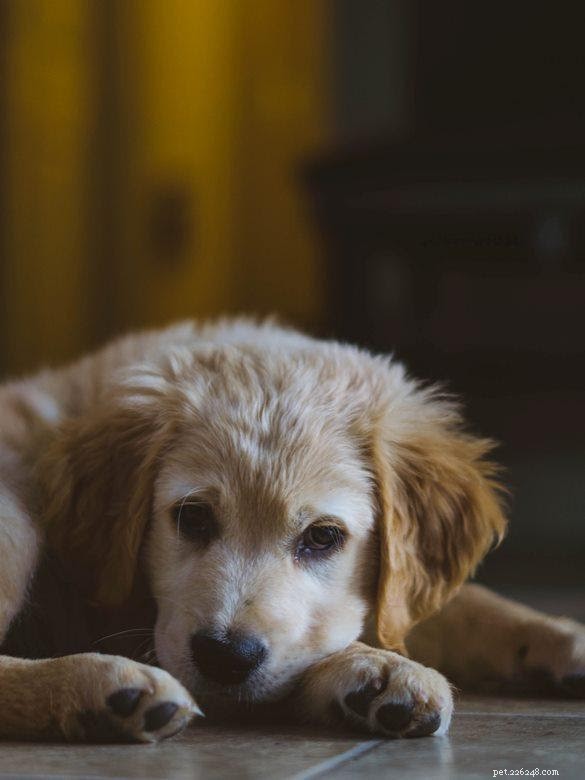Top 7 Proven Strategies to Treat and Prevent Yeast Infections in Dogs