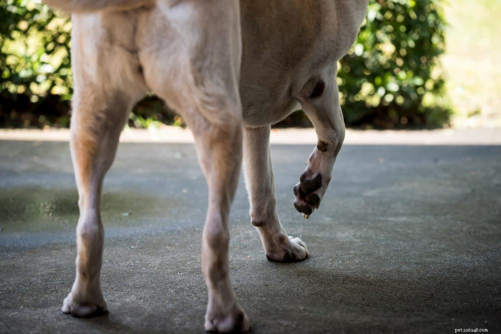 Understanding Your Dog’s Limp: Causes, Symptoms, and When to Seek Veterinary Care