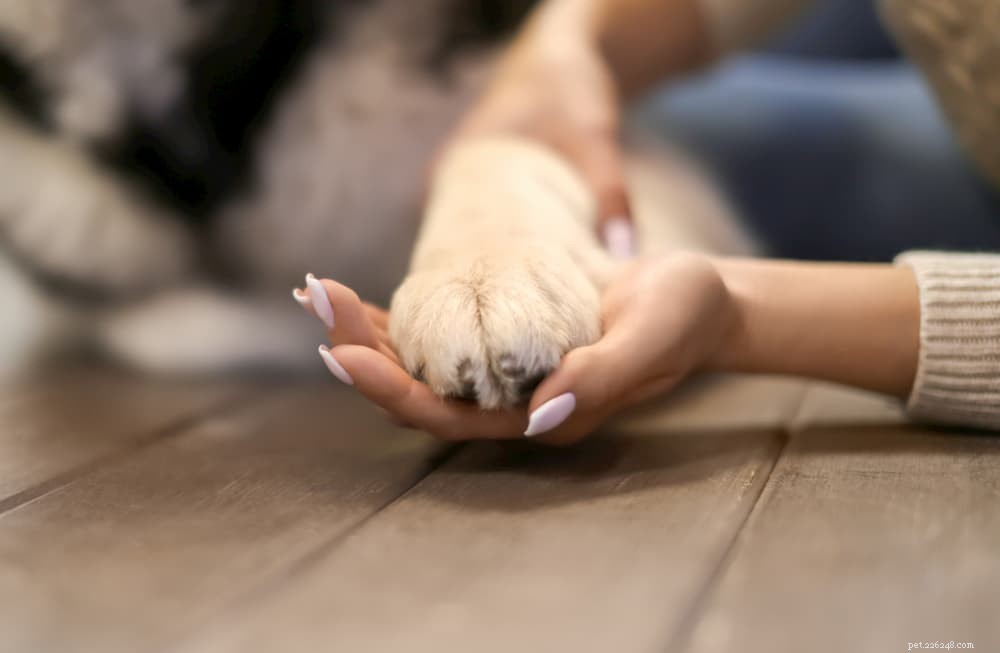 Understanding Your Dog’s Limp: Causes, Symptoms, and When to Seek Veterinary Care