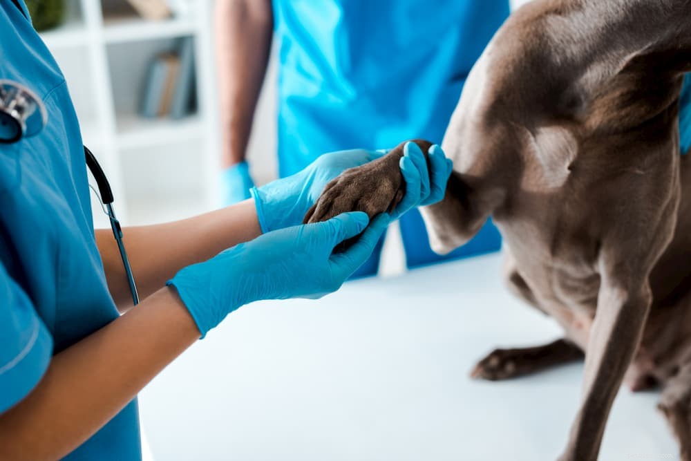 Understanding Your Dog’s Limp: Causes, Symptoms, and When to Seek Veterinary Care