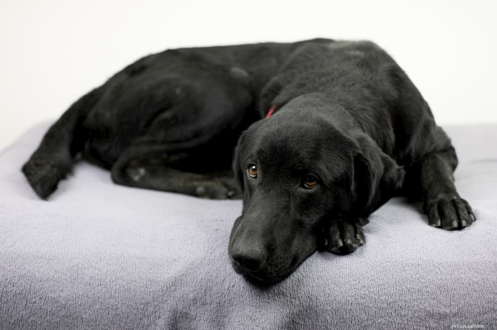 Osteoarthritis in Dogs: Early Signs, Treatment, and Care Guide