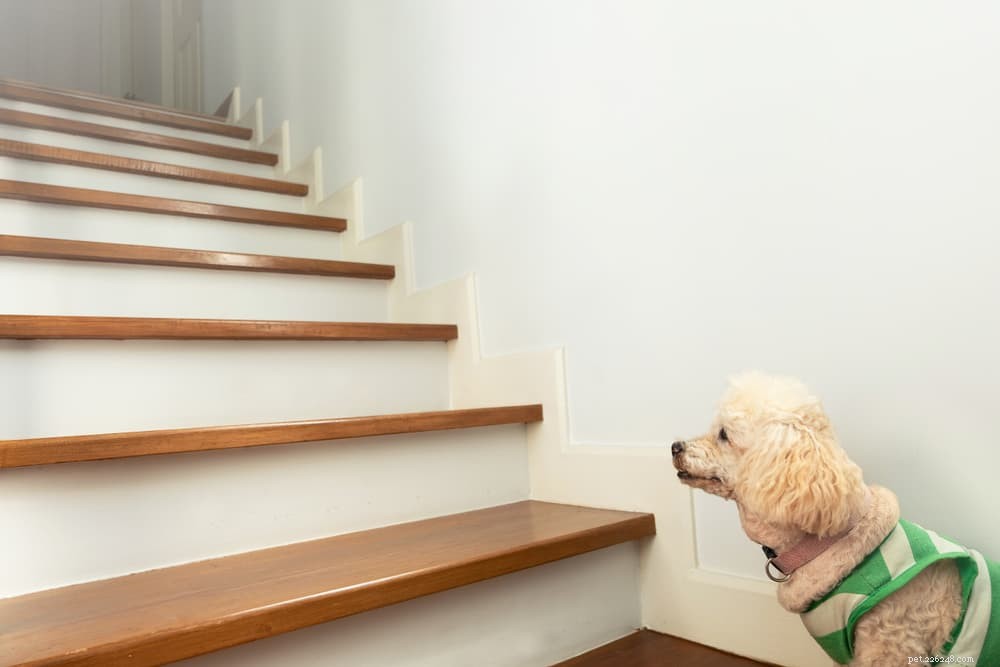 Osteoarthritis in Dogs: Early Signs, Treatment, and Care Guide