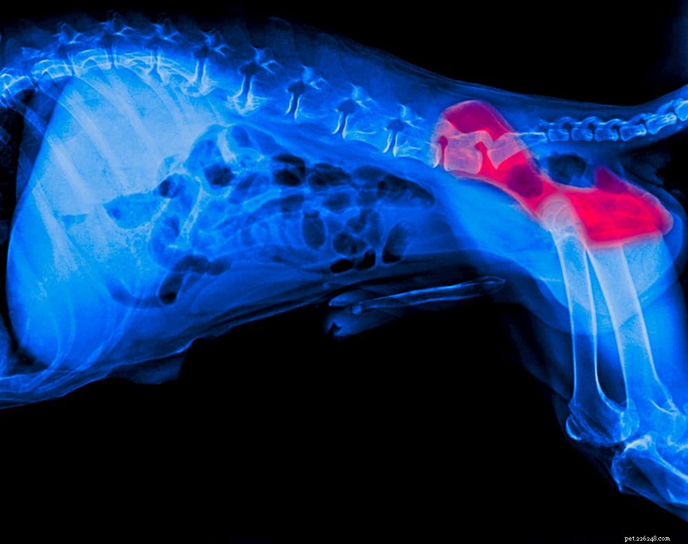 Osteoarthritis in Dogs: Early Signs, Treatment, and Care Guide