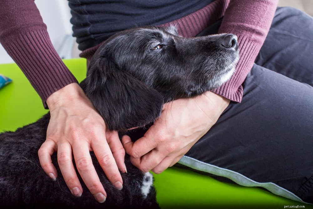 Osteoarthritis in Dogs: Early Signs, Treatment, and Care Guide