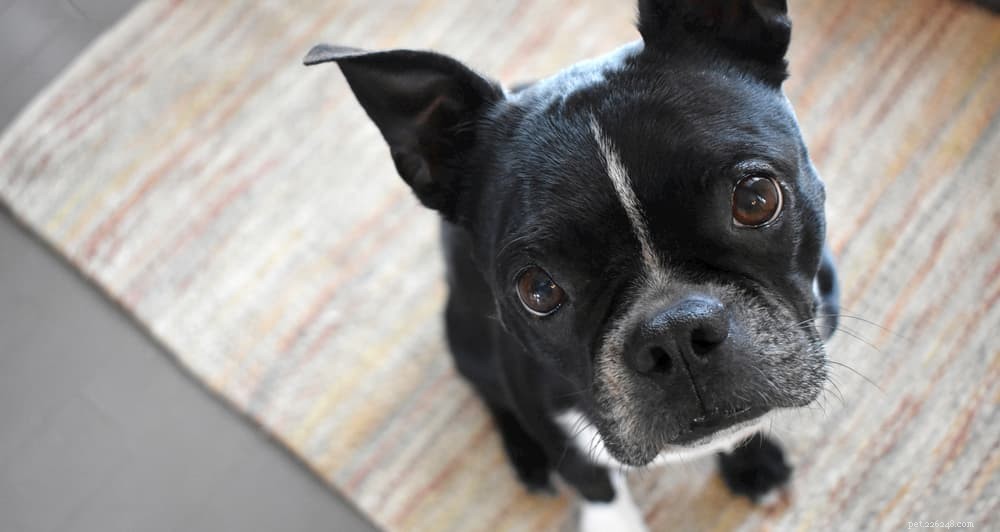 Osteoarthritis in Dogs: Early Signs, Treatment, and Care Guide
