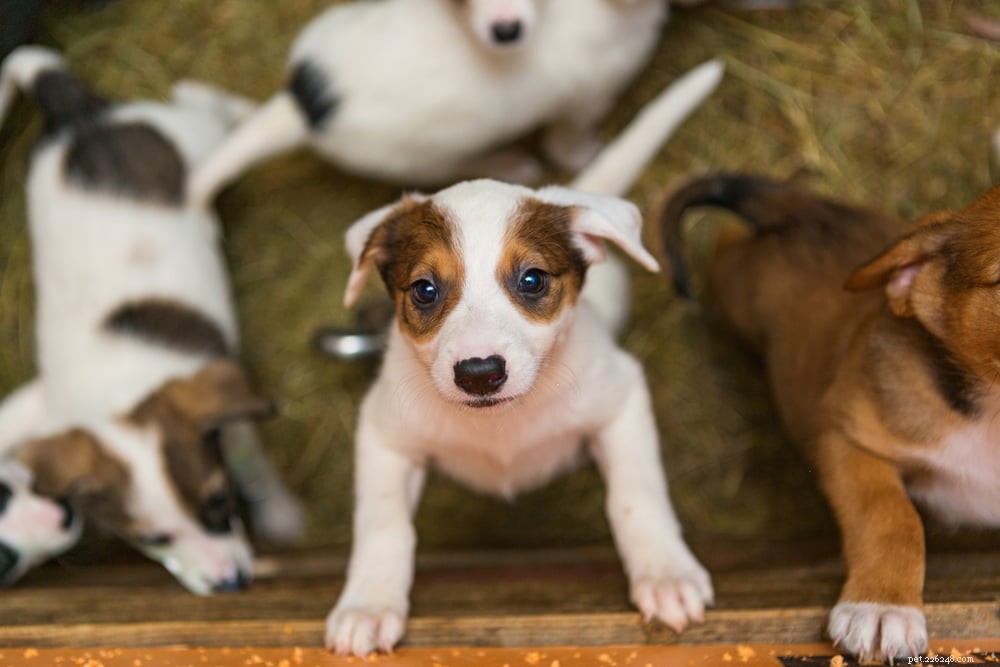 Dog Distemper: Symptoms, Diagnosis, and Prevention Strategies