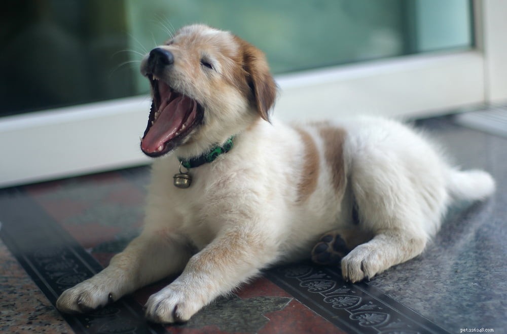 Dog Distemper: Symptoms, Diagnosis, and Prevention Strategies