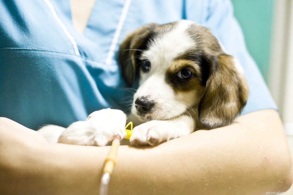Dog Distemper: Symptoms, Diagnosis, and Prevention Strategies