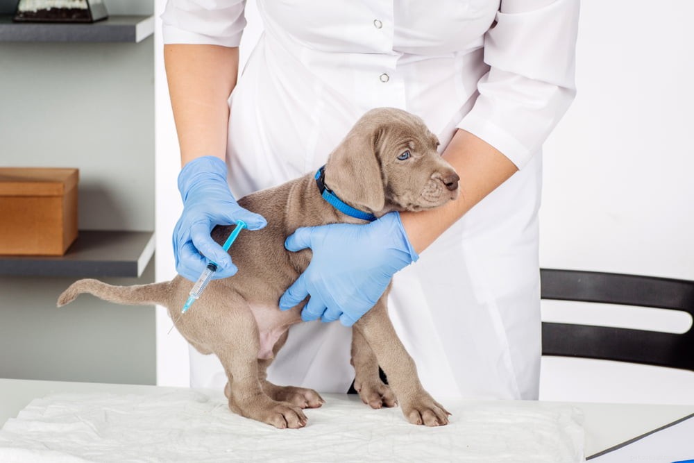 Dog Distemper: Symptoms, Diagnosis, and Prevention Strategies