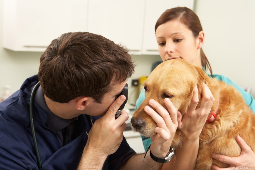 Understanding Cherry Eye in Dogs: Causes, Symptoms, and Treatment
