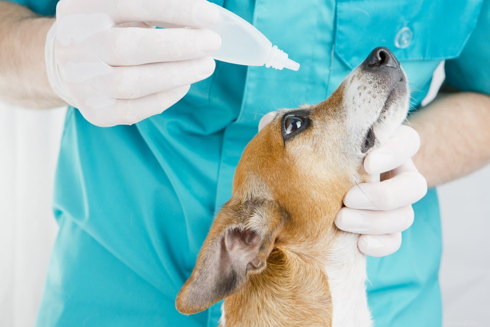 Understanding Cherry Eye in Dogs: Causes, Symptoms, and Treatment