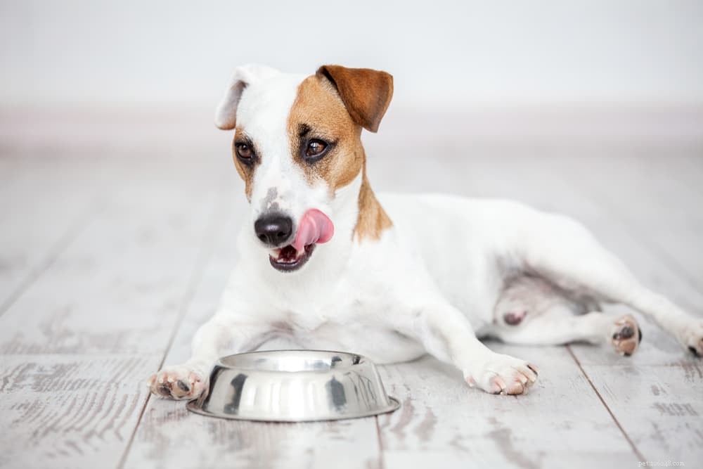 Dog Hiccups: Are They Normal? When to Worry & Quick Relief Tips