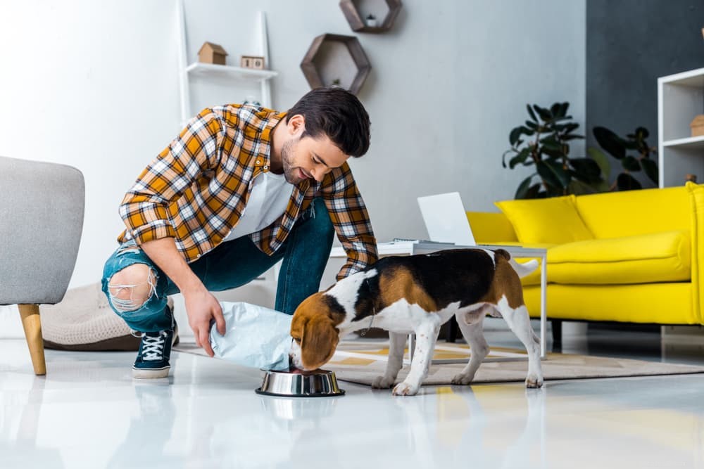 Dog Hiccups: Are They Normal? When to Worry & Quick Relief Tips