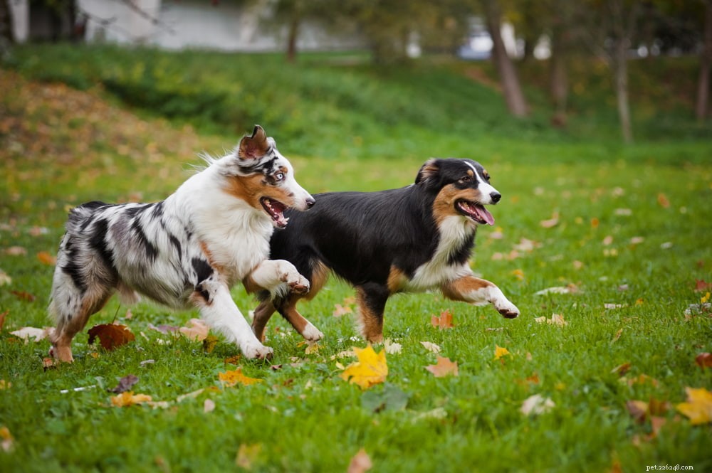 5 Common Hip Problems in Dogs – Causes, Symptoms, and Treatment