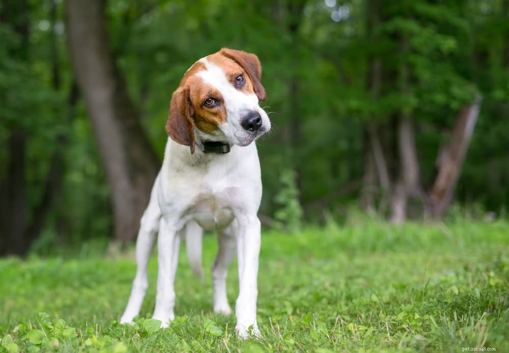 Understanding and Managing Ataxia in Dogs