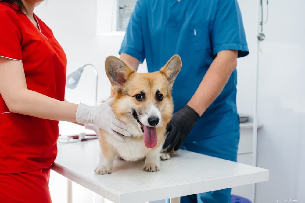 Understanding and Managing Ataxia in Dogs