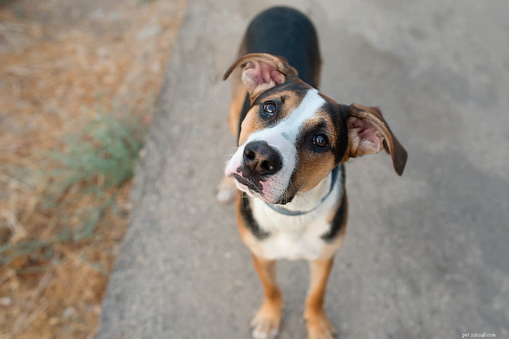 Understanding and Managing Ataxia in Dogs