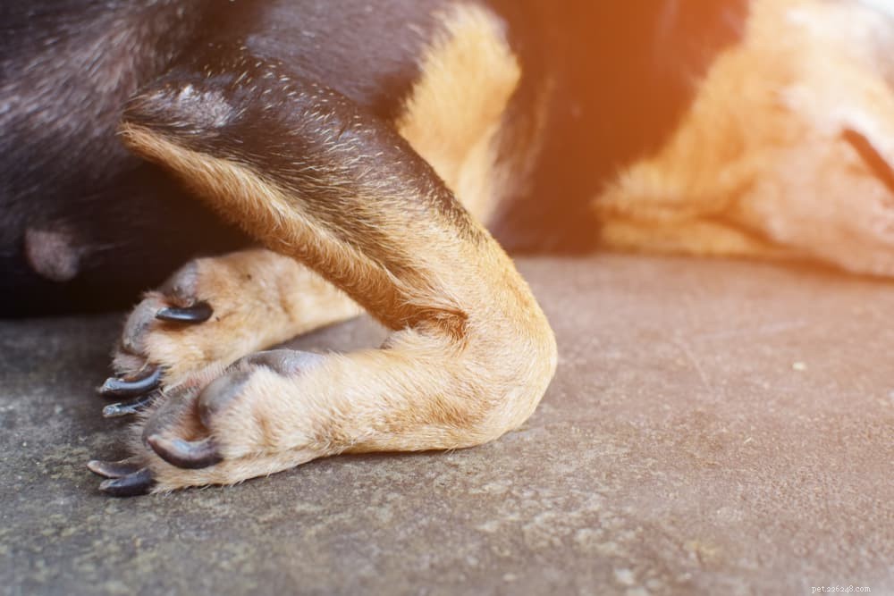 Luxating Patella in Dogs: Symptoms, Diagnosis, and Treatment Guide