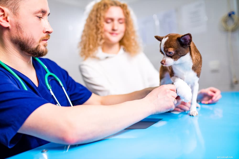Luxating Patella in Dogs: Symptoms, Diagnosis, and Treatment Guide