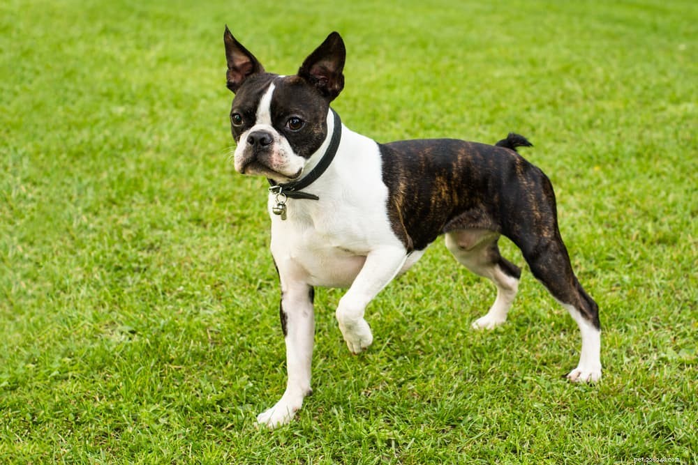 Luxating Patella in Dogs: Symptoms, Diagnosis, and Treatment Guide