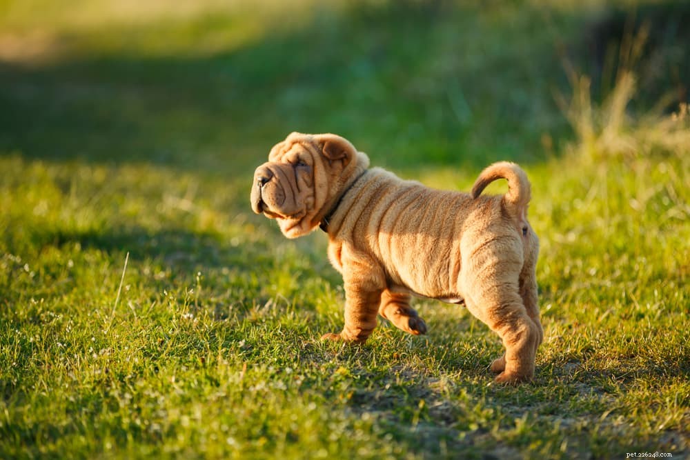 Luxating Patella in Dogs: Symptoms, Diagnosis, and Treatment Guide