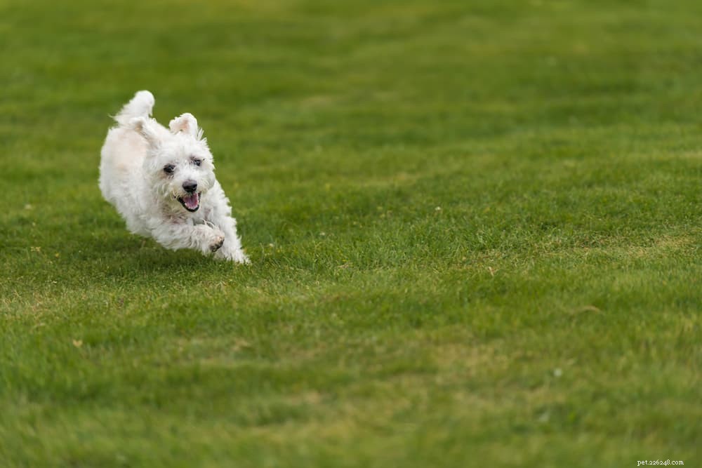 Luxating Patella in Dogs: Symptoms, Diagnosis, and Treatment Guide