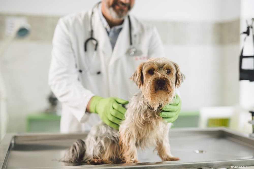 Luxating Patella in Dogs: Symptoms, Diagnosis, and Treatment Guide